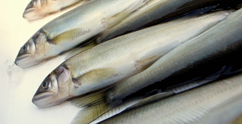 Ayu fish (near Tama River near Izumitamagawa Station, Higashi Izumi 4-chome, Komae City, Tokyo)
