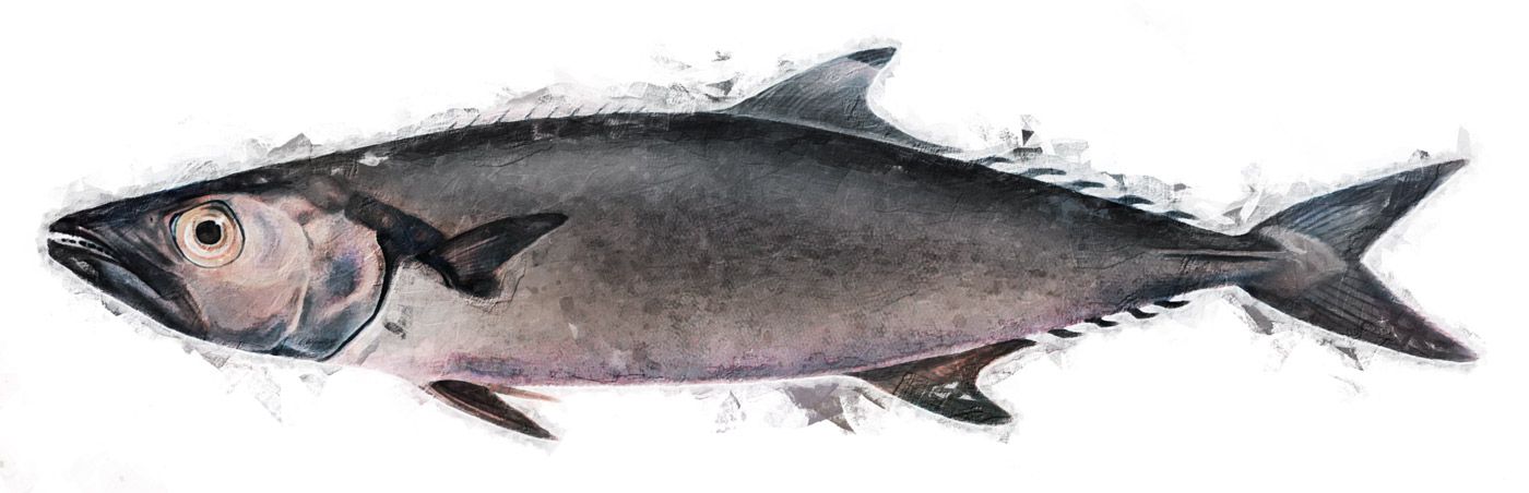 Illustration of the sushi ingredient or species known as aburasokomutsu