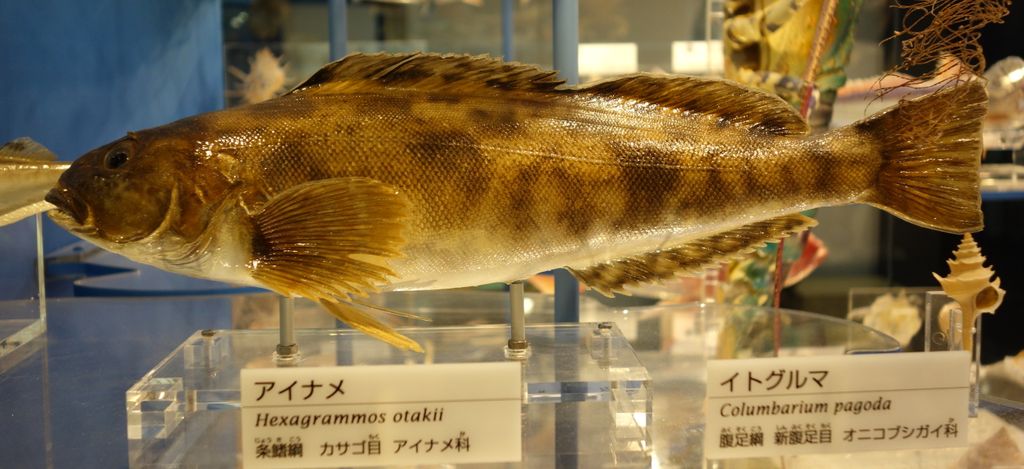 Ausstellung im Nationalen Museum für Natur und Wissenschaft, Tokio, Japan. Das Fotografieren war im Museum uneingeschränkt erlaubt.