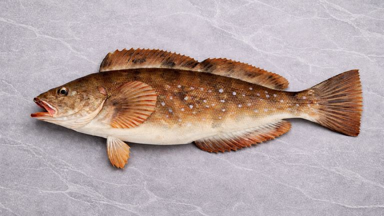 Ganzer Ainame (Aburako, Fat Greenling) in Seitenansicht als Illustration einer Sushi-Zutat auf hellem Steinuntergrund