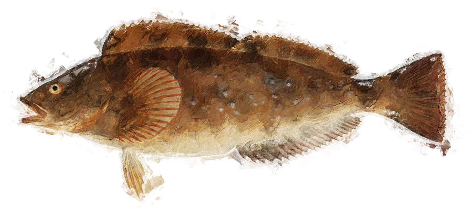 Illustration der Sushi-Zutat oder Spezies, die als Ainame bekannt ist