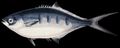 Illustration of the sushi ingredient or sushi species known as XXXXXX