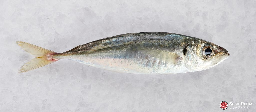 Ein frischer Aji (Pferdemakrele) liegt auf einem texturierten, hellgrauen Untergrund. Das Fisch ist ganz, mit irisierender, silber-blauer Haut und einem gelblich gefärbten Schwanz. Oben rechts im Bild ist das Logo von SushiPedia zu sehen.