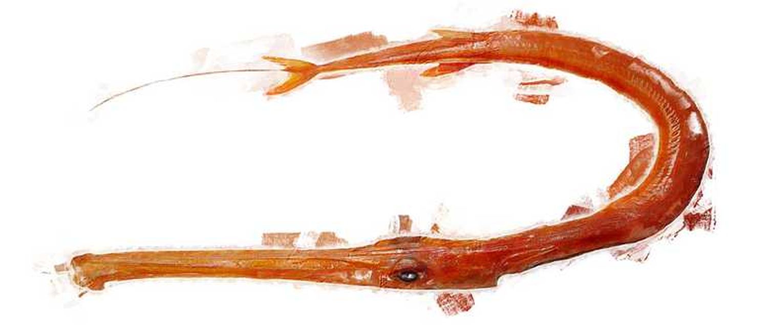 Illustration der Sushi-Zutat oder Spezies, die als Yagara bekannt ist