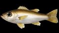 Illustration of the sushi ingredient or sushi species known as Akamutsu Nodoguro