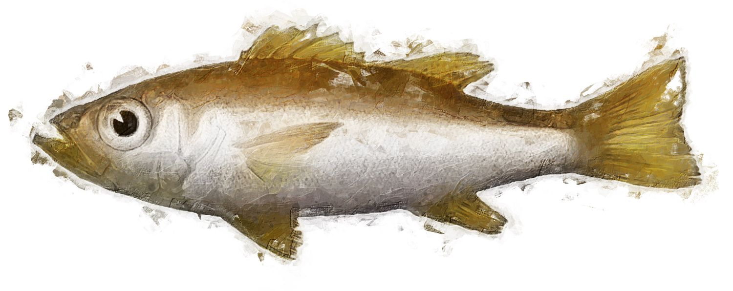 Illustration der Sushi-Zutat oder Spezies, die als akamutsu bekannt ist