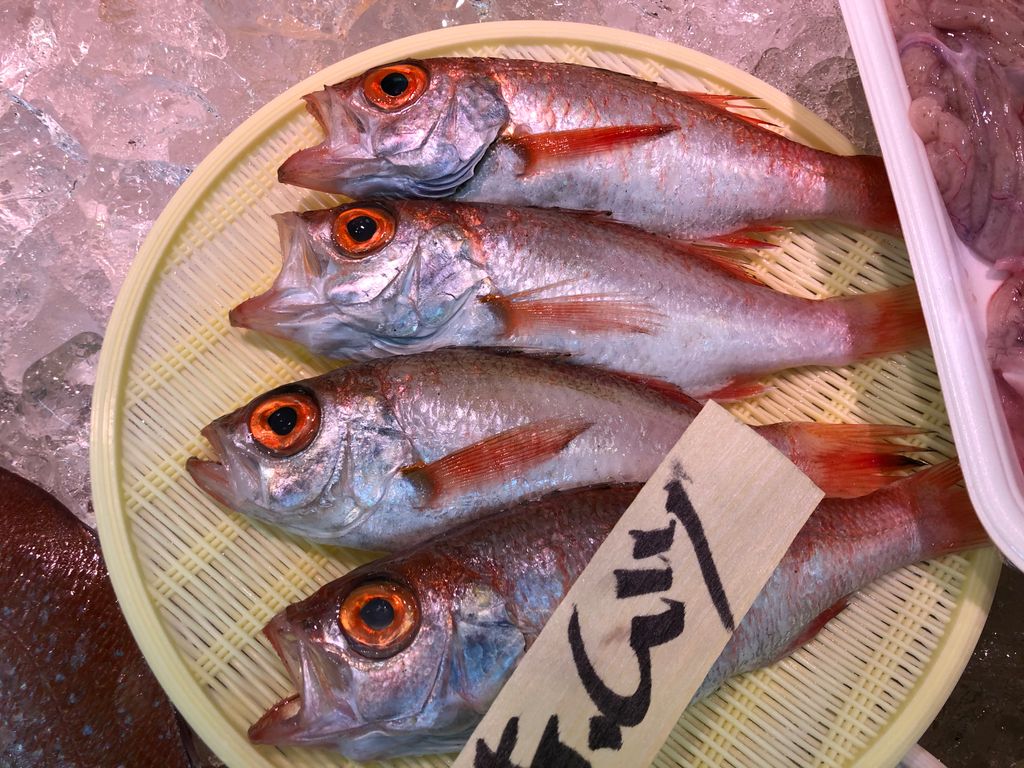 Frischer Akamutsu-Fisch, auch bekannt als Nodoguro, auf einem gelben Kunststoffkorb auf Eis in einem Markt präsentiert, bereit für die Zubereitung von hochwertigem Sushi.
