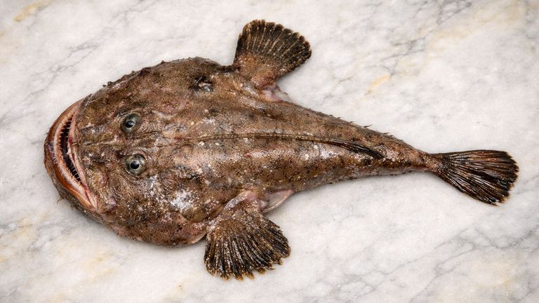 Whole monkfish (ankou) viewed from above on gray marble surface with slight yellow tint