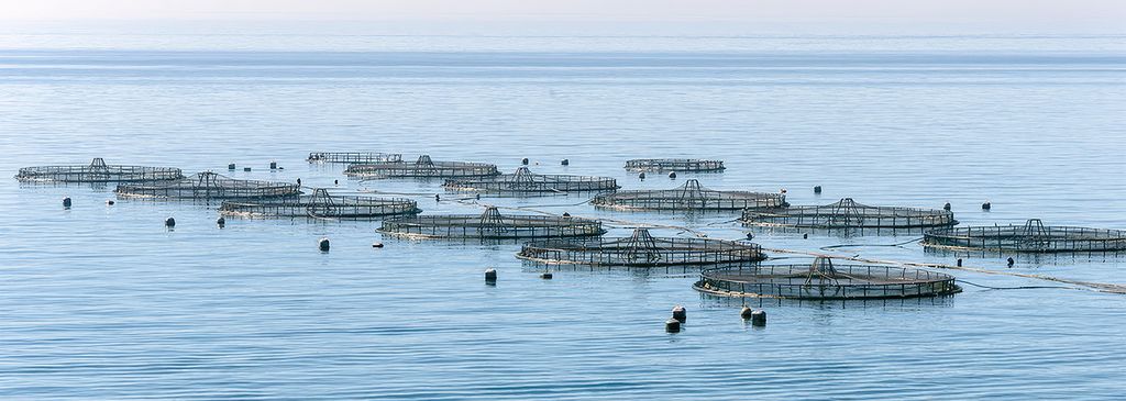 Das Bild zeigt Fischfarmen auf dem Meer, bestehend aus mehreren runden Käfigen, die im Wasser verankert sind. Diese Fischfarmen sind für die Aquakultur bestimmt, in der verschiedene Fischarten gezüchtet und aufgezogen werden.