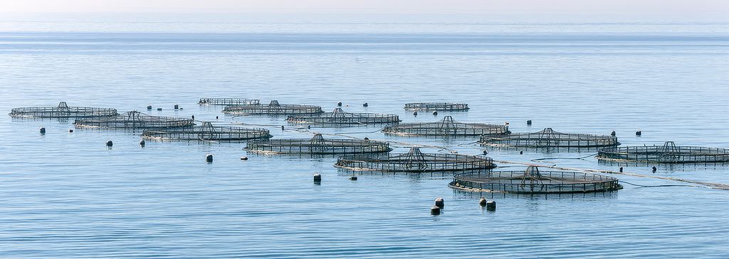 The picture shows fish farms at sea, consisting of several round cages anchored in the water. These fish farms are intended for aquaculture, in which various species of fish are bred and reared.