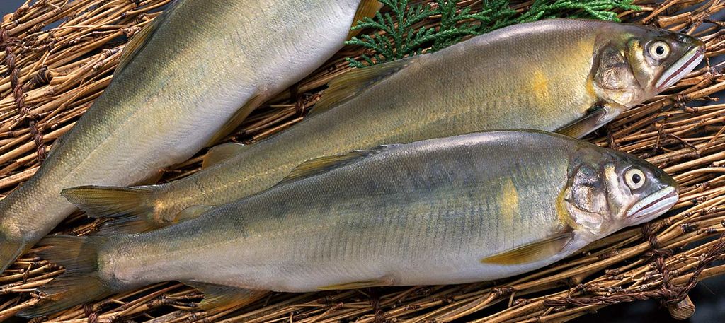Drei frische Ayu-Fische liegen auf einer Strohmatte.