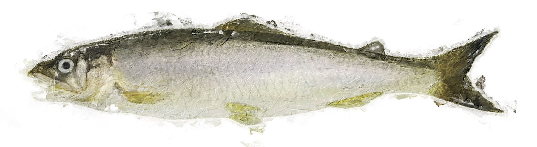Illustration of the sushi ingredient or species known as Ayu