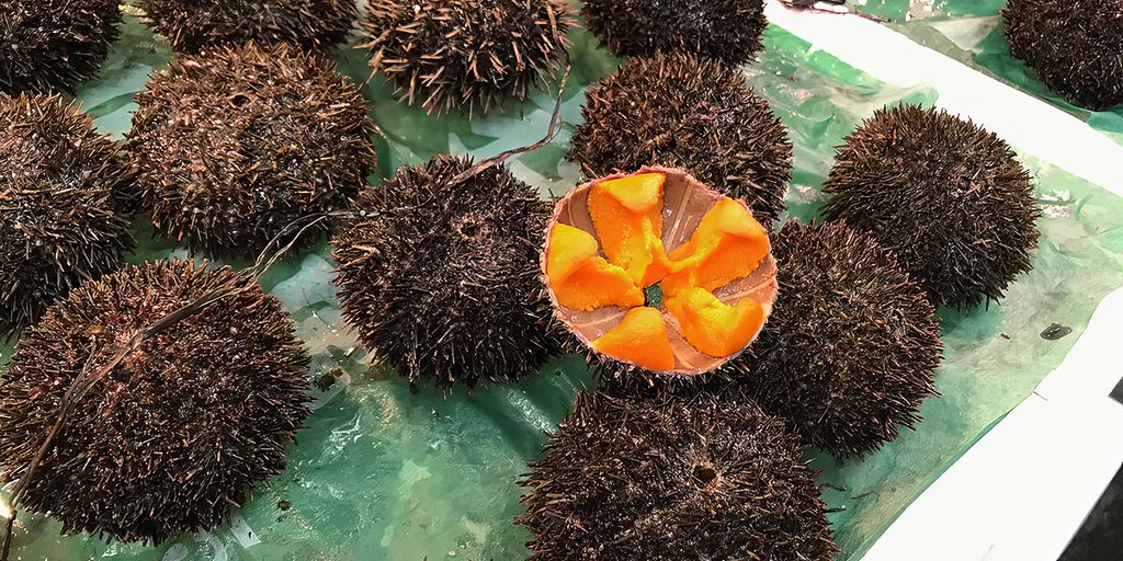 A group of Bafun sea urchins at a market, with one urchin opened to reveal the orange gonads (uni). The sea urchins are laid out on a green surface.
