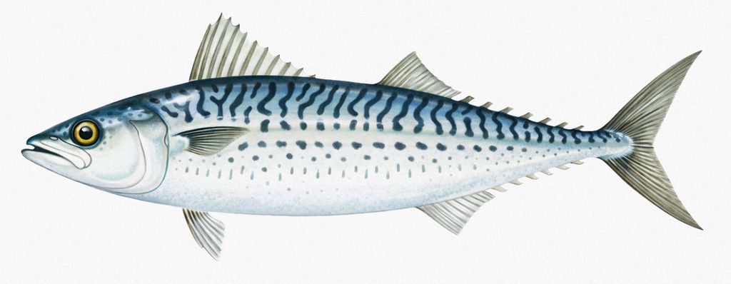 Illustration einer Goma Saba (Scomber australasicus) mit dunklen, unregelmäßigen Rückenstreifen und punktartigen Flecken auf der Bauchseite