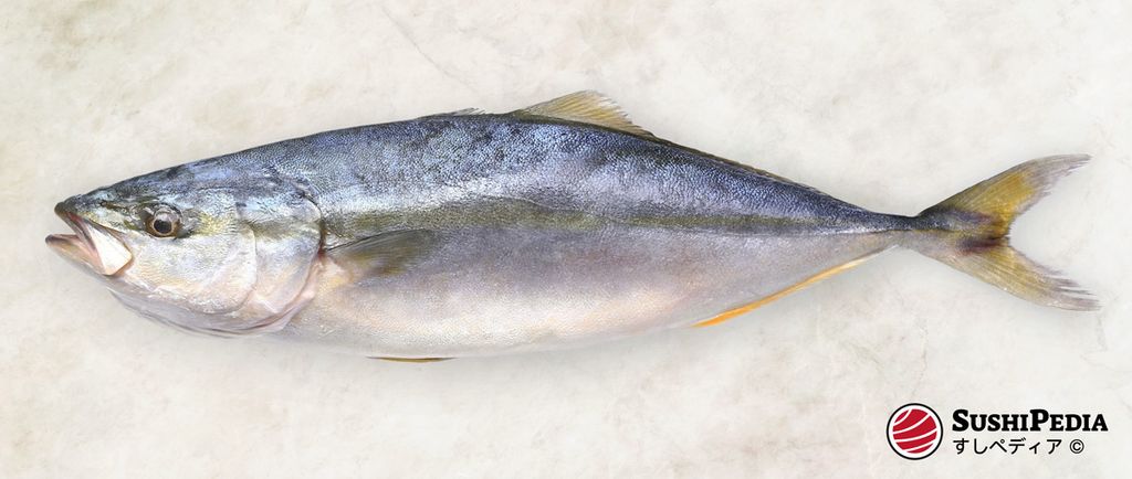 Ganzer Buri (Seriola), ein beliebter Fisch für Sushi und Sashimi, auf einer hellen Unterlage.