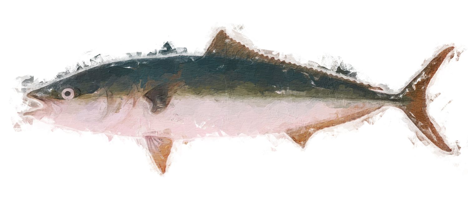 Illustration der Sushi-Zutat oder Spezies, die als Buri bekannt ist