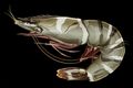 Illustration of the species ebi