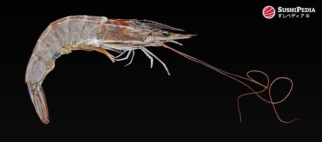 Eine Banamei-Garnele, auch bekannt als Whiteleg Shrimp oder Königsgarnele, von oben gesehen, isoliert auf schwarzem Hintergrund, für Sushipedia dargestellt.