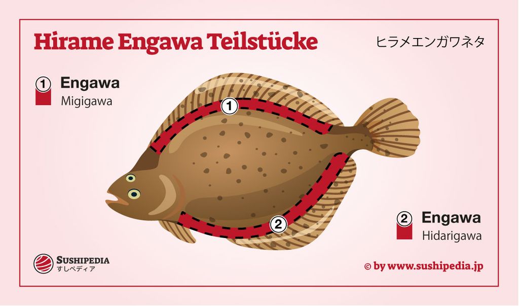 Illustration eines Hirame-Flunder mit markierten Engawa-Teilstücken Migigawa und Hidarigawa für Sushi-Zubereitung.