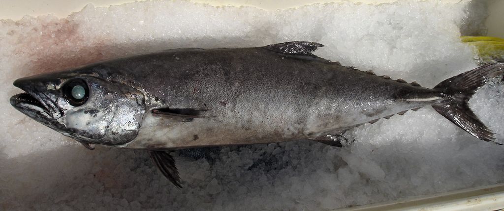 A freshly caught fish (escolar, Japanese aburasokomutsu) lies on ice.