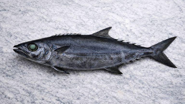 Ganzer Aburasokomutsu (Escolar) auf Granit, Seitenansicht. Sichtbar: dunkelbraune Körperfarbe, großes grünliches Auge mit dunklem Orbitalring, wellenförmige Seitenlinie, Flösschen hinter Rücken- und Afterflosse, markanter Kiel am Schwanzstiel.