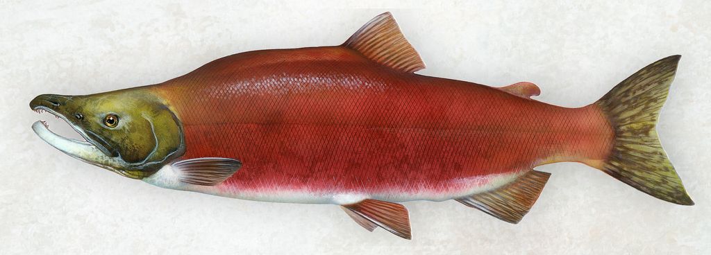 Detaillierte Abbildung eines Oncorhynchus Nerka (Rotlachs) in charakteristischer Laichfarbe mit dominanter roter Färbung und ausgeprägten Merkmalen.