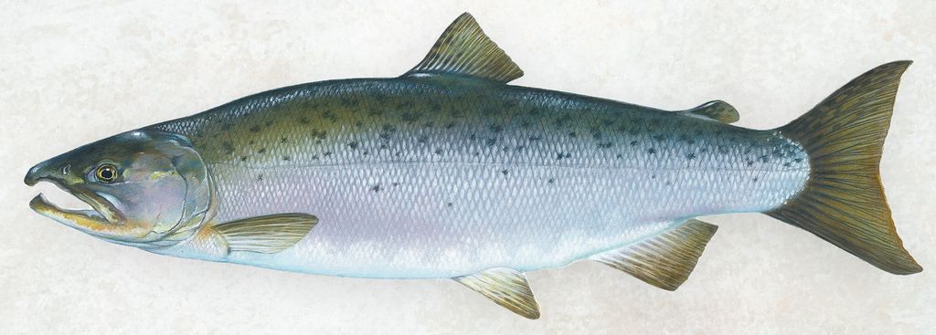 Detailgetreue Abbildung eines Oncorhynchus Kisutch, bekannt als Coho-Lachs oder Silberlachs, vor weißem Hintergrund, mit sichtbaren Merkmalen.