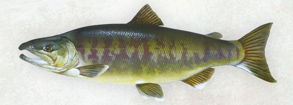 Naturgetreue Darstellung eines Oncorhynchus Keta, bekannt als Ketalachs, mit markanter Färbung und Musterung, vor einem hellen Hintergrund.