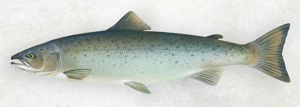 Realistische Illustration eines Atlantischen Lachs, das den Fisch als ganzes zeugt.