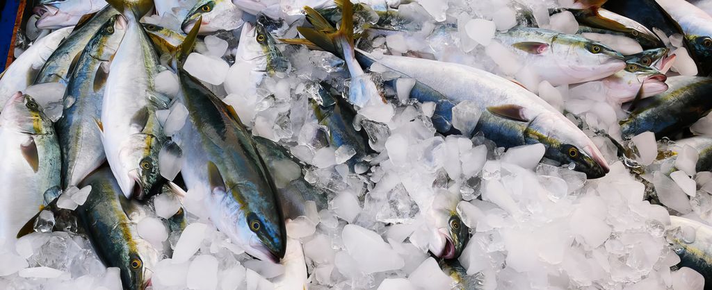 A photo shows Japanese amberjack that were placed on ice shortly after being caught.