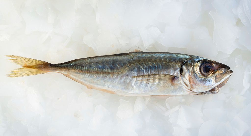 Nahaufnahme einer frischen Makrele in Sushi-Qualität, die auf Eiswürfeln liegt.