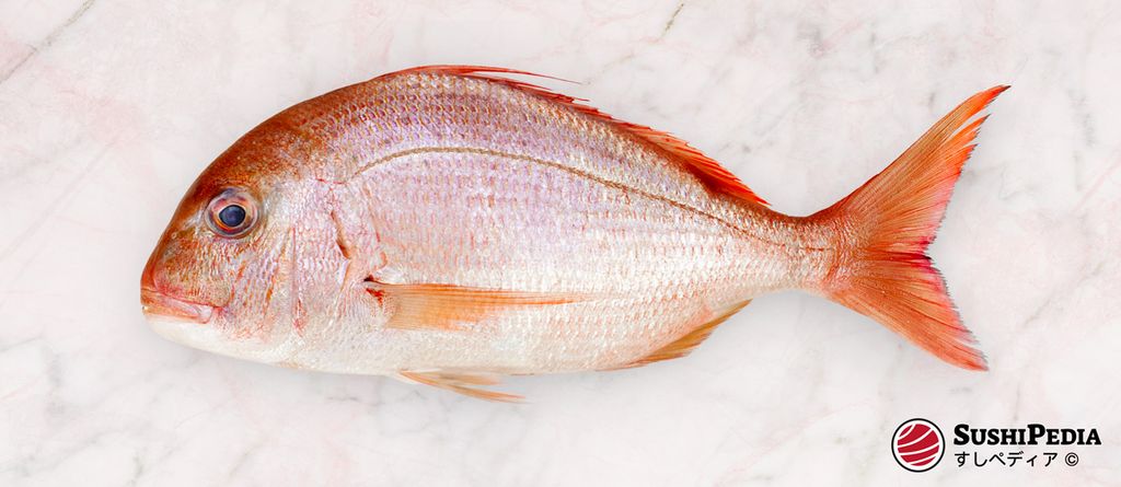 Ein frischer Goushuu Madai, ideal für Sushi und Sashimi, präsentiert auf einem Marmorhintergrund.