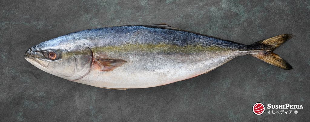 Das Bild zeigt einen Hamachi-Fisch, ein junges Stadium der Gelbschwanzmakrele, auf einem strukturierten dunklen Hintergrund. Sein Körper schimmert in einer Mischung aus Silber- und Blautönen an den Seiten, die am Rücken in ein dunkleres Blau übergehen. Der Fisch scheint frisch gefangen zu sein und zeigt eine lebendige und natürliche Farbgebung, mit scharfem Fokus auf sein Auge und seine Schuppen.
