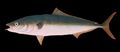 Illustration of the sushi ingredient or sushi species known as Hamachi