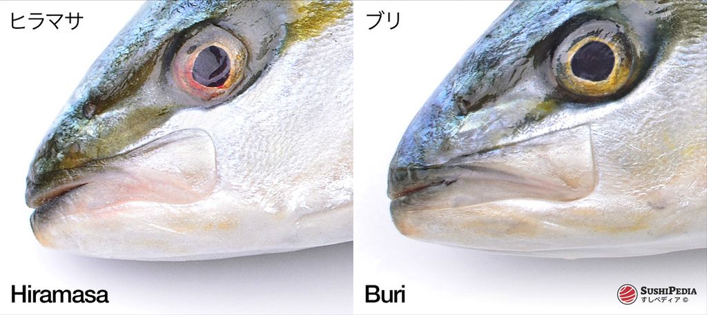 Das Foto zeigt ein markantes optisches Merkmal des Kiefers zwischen Hiramasa und Kanpachi.