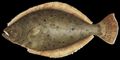 Illustration of the sushi ingredient or sushi species known as Hirame