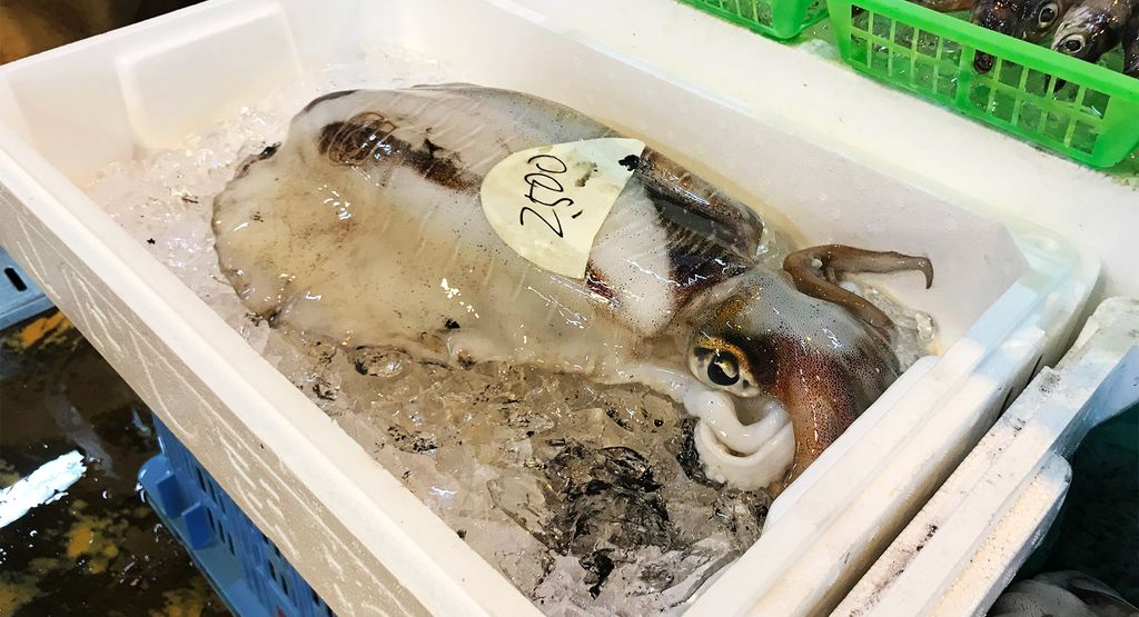 Frische Aori-Ika Sepia auf Eis in einer Styroporbox auf einem Fischmarkt, mit einem Preisschild versehen. Aori-Ika, eine Sepia-Art, ist in der japanischen Küche für die Zubereitung von Sashimi und Sushi aufgrund ihres feinen Geschmacks und ihrer zarten Textur sehr geschätzt.