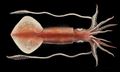 Illustration of the sushi ingredient or sushi species known as Ika