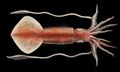 Illustration of the sushi ingredient or sushi species known as Ika