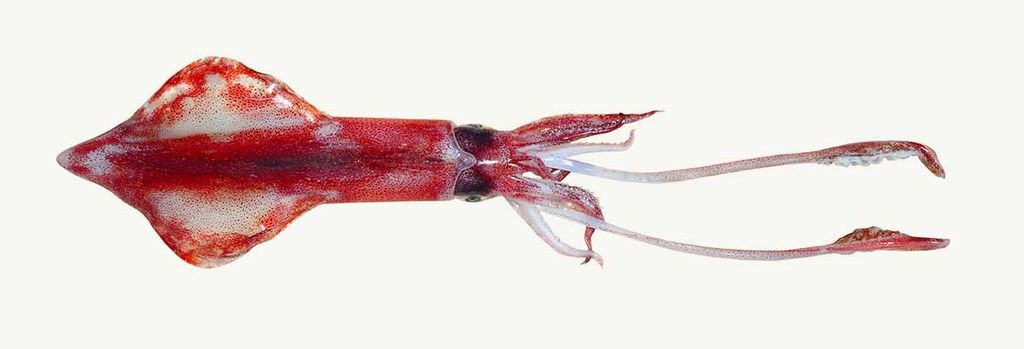 Ganzer Kalmar isoliert auf weißem Hintergrund, eine typische Zutat für Sushi und Sashimi.