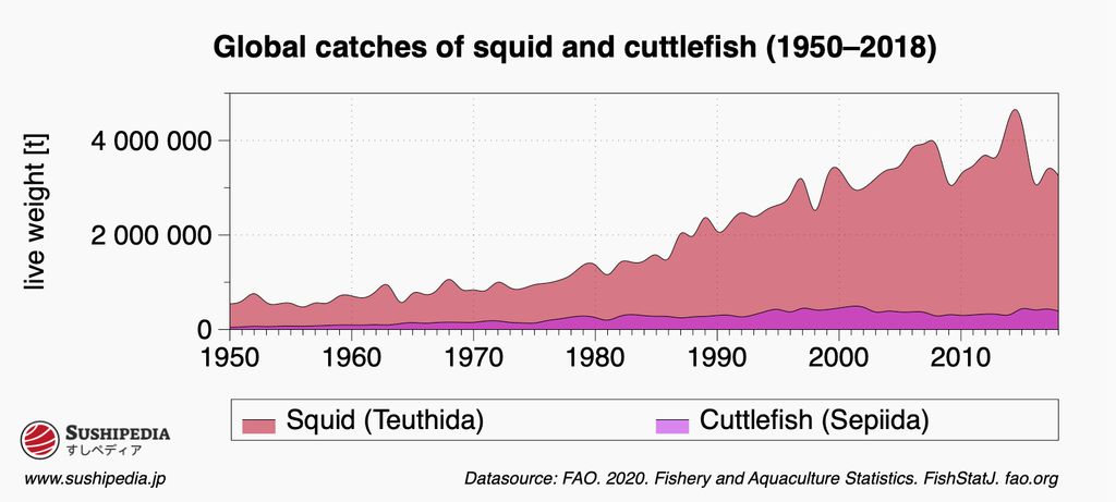 A bar chart showing an increase in the catch volumes of squids and cuttlefish over the period from 1950 to 2018, source: FAO 2020.