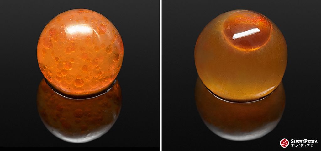 Artificial salmon roe or salmon caviar substitute (jinkō ikura) and natural "real" salmon roe or salmon caviar lie on a black mirror plate.
