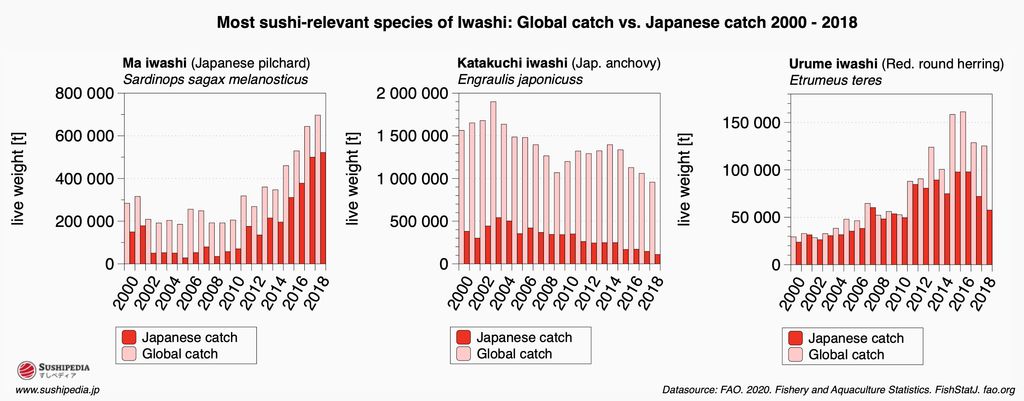 A series of three bar charts displaying the global and Japanese catch weights of the most sushi-relevant species of Iwashi from 2000 to 2018. The species illustrated are Ma Iwashi (Japanese pilchard), Katakuchi Iwashi (Japanese anchovy), and Urume Iwashi (Red round herring). Each chart contrasts the annual global catch in pink bars with the Japanese catch in red bars, showing trends over the years. The data source is the FAO, 2020, from the Fishery and Aquaculture Statistics.