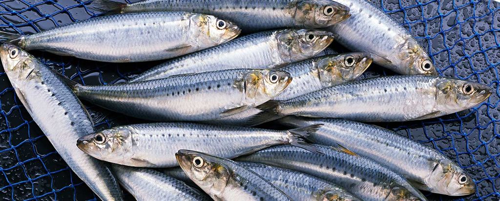 Das Bild zeigt eine Gruppe fangfrischer Iwashi oder Sardinen, die auf einem blauen Netz ausgebreitet sind und deren silberne und blaue Schuppen vor Meeresfrische schimmern. Die Sardinen sind fein säuberlich nebeneinander angeordnet, was ihre einheitliche Größe und das Schillern ihrer Haut zur Geltung bringt. Ihre Augen sind klar und leuchtend, was oft ein Indikator für die Frische des Fisches ist und ihn ideal für Sushi und Sashimi macht.