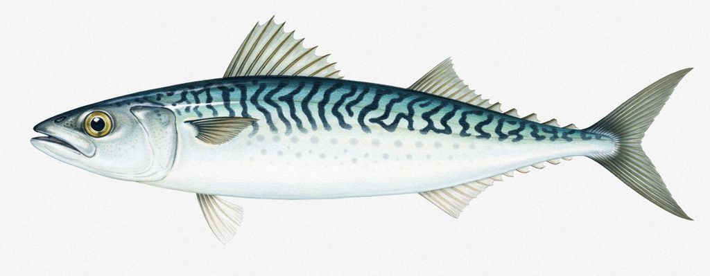 Illustration einer Masaba (Scomber japonicus), einer japanischen Makrele mit charakteristischen dunklen Wellenlinien auf dem Rücken