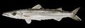Illustration of the sushi ingredient or species known as kamasu