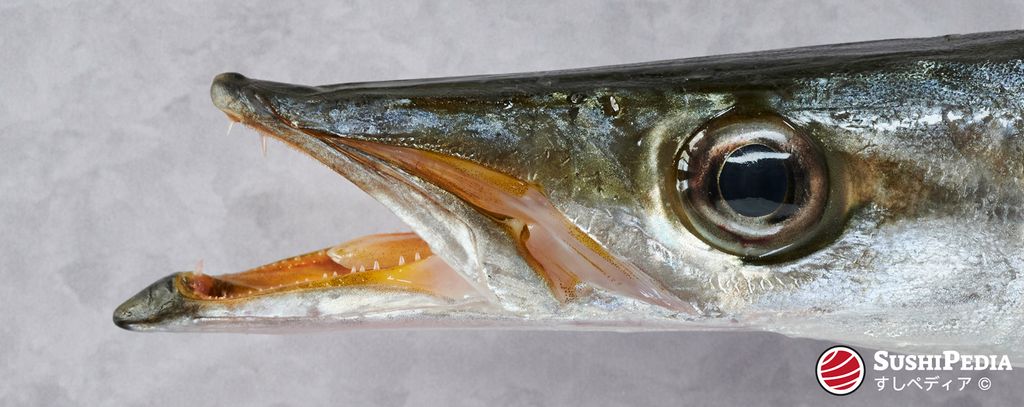 Nahaufnahme des Mauls eines Europäischen Barrakuda auf grauem Hintergrund, bereitgestellt von Sushipedia.