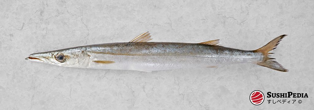 Bild eines jungen Europäischen Barrakudas auf grauem Hintergrund, bereitgestellt von Sushipedia.