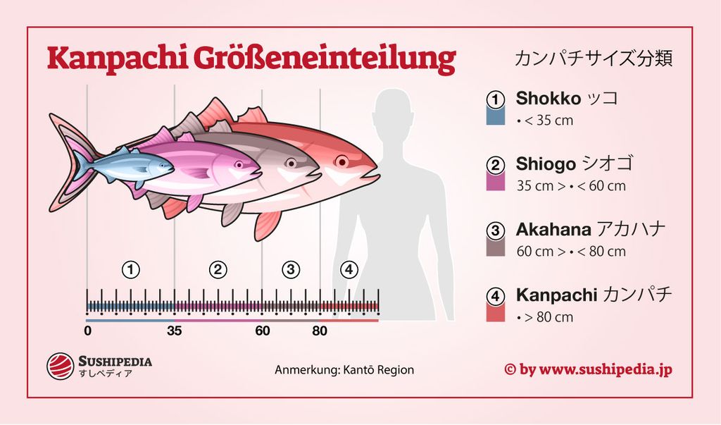 Kanpachi ist ein Fisch, der seinen Namen ändert, je nachdem wie groß oder alt er ist.
