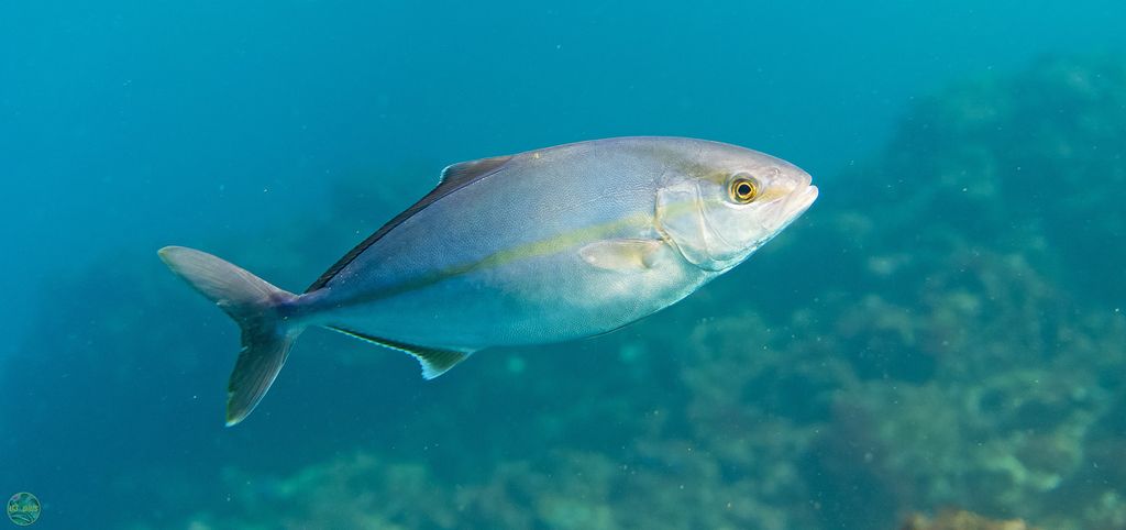 Ein Unterwasserfoto zeigt den Fisch Kanpachi in seiner natürlichen Umgebung